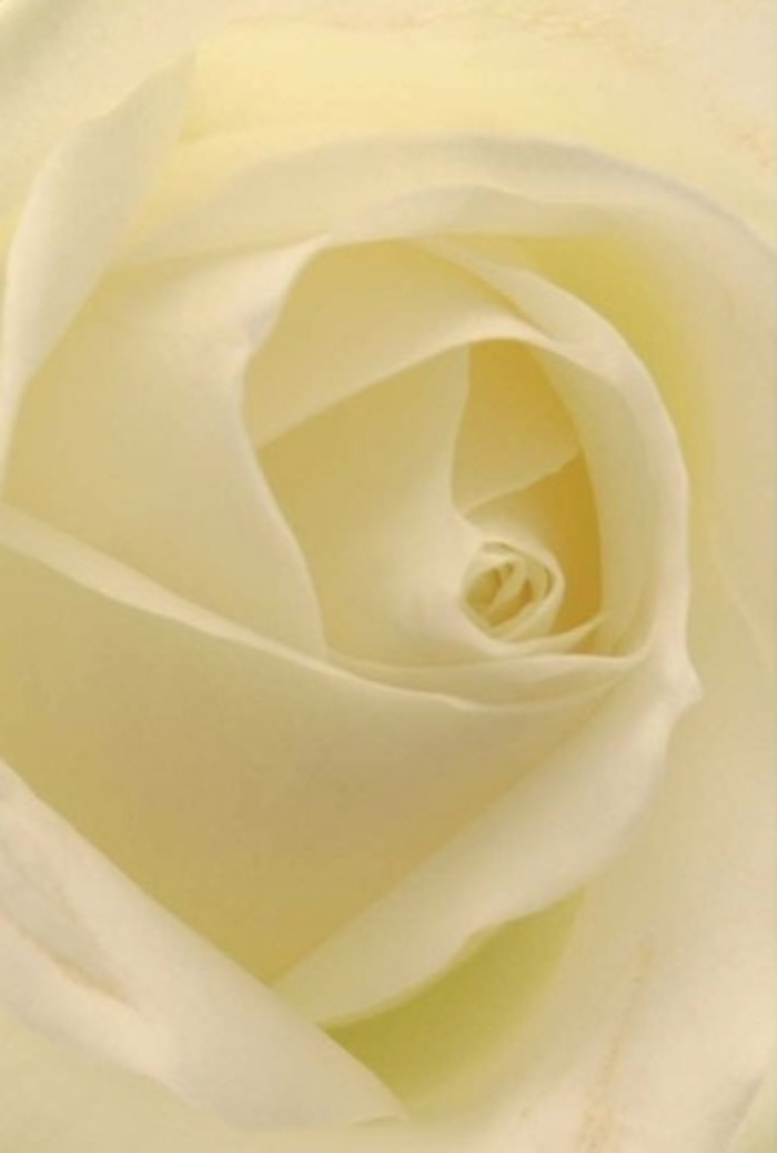Observed through the discerning eyes of an Emerson Park florist, this classic white rose reveals exquisite layers of beauty nestled at its core. The gentle interplay of shadow and light dances across silky petals, where shades of white and warm cream blend seamlessly. The image calls forth tranquility and sophistication, much like a quiet walk through the leafy avenues of Emerson Park. Light filters through each petal as if the flower is softly illuminated from within, its elegant spiral at the core embodying purity and resilience-a fitting choice for significant occasions, whether an elegant wedding centerpiece at a local venue or a heartfelt gesture of apology delivered to a doorstep off Slewins Lane. Fragile, nearly see-through edges contrast with the robust spiraled center, echoing nature's artistry and the nuanced hand of the florist. The imagined fragrance is clean and serene, the perfect floral complement to any message or sentiment conveyed within the Emerson Park community.